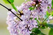 探秘衡阳市花——牡丹（衡阳市花的由来与特点）