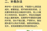 绿萝叶子被喷到消毒水后的处理方法（保护植物健康的关键技巧和注意事项）