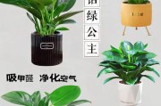 金钻的养护技巧——让你的植物更旺盛（了解金钻的特点与需求，科学养护才能收获茂盛生长）