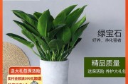 打造清新室内空气的必备植物（15种植物推荐，让你的室内空气更健康）