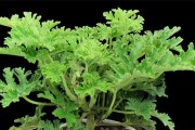 驱蚊草在室内养殖的适用性（驱蚊草的生长条件和室内养护技巧）