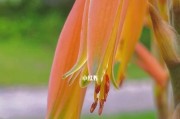 芦荟的花期是什么时候？（揭秘芦荟开花的神秘时刻）