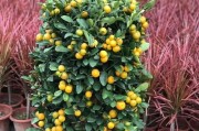 金桔树一年开几次花？（探究金桔树开花规律及其关键因素）