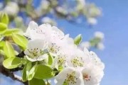 梨树开花结果全攻略（掌握这些技巧，让你的梨树开花如织）