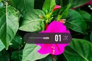 种植枫叶种子的全过程（如何成功地种植出美丽的枫叶树）