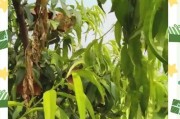果树浇水频率的掌握（探究果树生长的水分需求及浇水技巧）