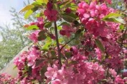 海棠花的颜色及特点（探索中国古代文化背景下的海棠花）
