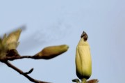 玉兰花开花时间及观赏技巧（白玉兰开花时间、观赏时间、开花原理与栽培技巧）