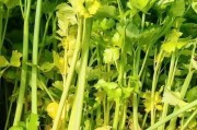 芹菜生熟食有讲究（鲜脆还是营养，）