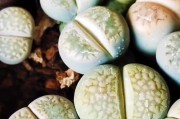 夏季养护石花的小贴士（让石花在炎热夏季绽放生机的秘诀）