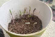 探秘番茄种子的来源（从花粉到成熟果实——番茄种子的形成过程）