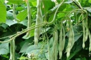 如何科学种植长豆角（时间和方法，让你得到丰收）