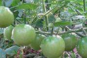 西红柿的科属分类与特性（西红柿属于什么类植物？其分类与特点简介）