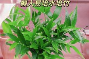 水培植物的养殖技巧（如何使用水培法栽种植物，让它们健康成长？）