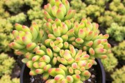 打造多肉春萌老桩造型，教你轻松变身园艺达人（绿植造型、修枝、养护技巧，育成自己的多肉精品）