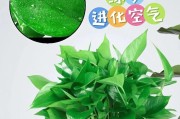 绿萝养护技巧（掌握关键方法，让绿萝焕发新的生机）