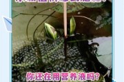 池塘的荷花如何施肥？（探讨荷花施肥技巧与方法）
