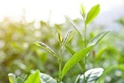 探究茶树——传统饮品的源头（品茶文化的起点及茶树的生长习性）