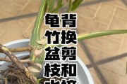 移栽后龟背竹的养护指南（——龟背竹、养护技巧）