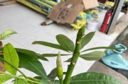 发财树开花周期（了解发财树开花的时间和方法）