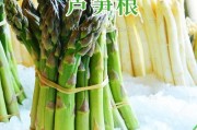 品尝四季芦笋的美味盛宴（一年四季，芦笋的食用季节和口感变化）