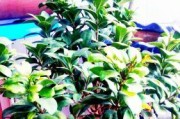 如何正确修剪榕树（掌握关键技巧，打造理想形态）