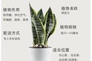 虎皮兰的栽培方式（探讨虎皮兰的水培和土培优缺点，帮助你选择适合自己的栽培方式）