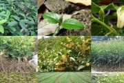 盆栽桂花肥料指南（选择适合的肥料让盆栽桂花更健康）