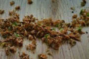 探秘兰香子——一种珍贵的植物种子（了解兰香子的来源、营养价值与应用前景）