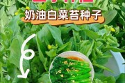 探秘蔬菜种子的来源（从自然界到人工培育，看蔬菜种子如何产生和获取）