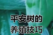 平安树的管理和养殖技巧（掌握关键步骤，打造繁茂平安树）