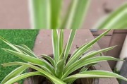 如何正确浇水给刚移植的吊兰？（关键技巧及注意事项，帮你养护健康的吊兰）