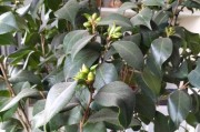 茶叶花修剪方法及注意事项（打造美丽花园，从正确的修剪开始！）