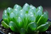 玉露的修剪技巧与方法（如何正确砍剪以玉露的徒长枝条？）