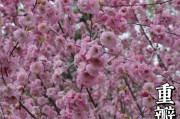 榆叶梅的生长环境及特点（探究榆叶梅的生态习性、适应环境和独特之处）