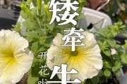 揭秘矮牵牛的顶打与心摘技巧（掌握关键技巧，让你的矮牵牛更加繁花似锦）