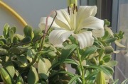 百合开花的保鲜技巧（如何延长百合花的鲜美时光）