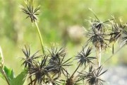 揭秘鬼见愁（从外形到功效，了解鬼见愁的奥秘）