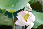 湖南适合种植的花卉种类（探访湖南花卉园，寻找适合在湖南种植的美丽花卉）