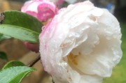 以茶梅怎么样越冬（保护茶梅健康越冬的关键措施）