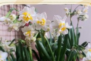 如何正确养护未开花的水仙花（“水仙花”之养护法）