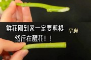 玫瑰花修剪技巧（完美修剪，让玫瑰绽放更美丽）