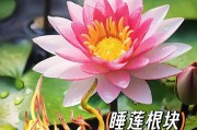 睡莲开花花语与寓意