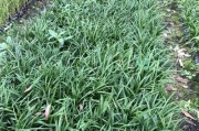吉祥草的花期是什么时候？（探究吉祥草花期的科学规律）