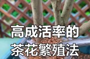 茶花扦插发芽的技巧及注意事项（提高茶花扦插发芽速度的方法与经验分享）