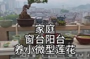 家庭莲花养护之道（打造宜人花园繁衍美丽莲花）