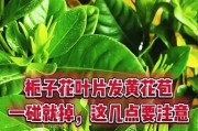 如何解决栀子花黄叶子问题（栀子花叶子变黄原因分析及针对措施）