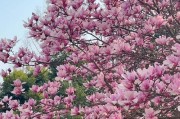 友谊长存——花语大全（用花告诉你友谊的真谛）