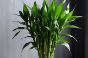 富贵竹——一个喜阴的植物（探究富贵竹生长的环境和习性）