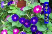 矮牵牛四季开花，美丽无限！（探秘矮牵牛花语，百变美丽的四季之花）